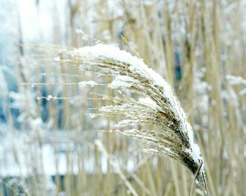 Close-up of wheat field