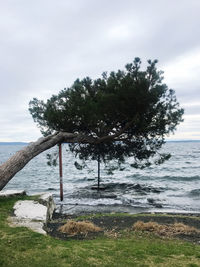 Tree by sea against sky