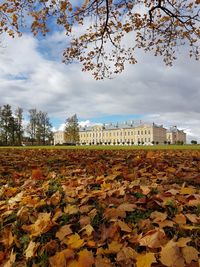 Autumn leaves on field against sky