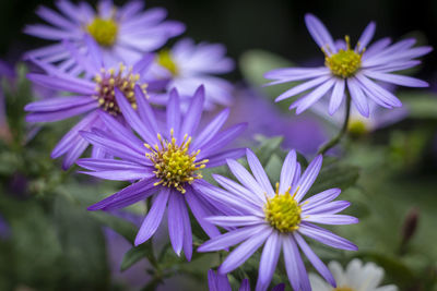 Close-up of purple flowers