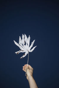 Cropped hand of person holding plant against black background