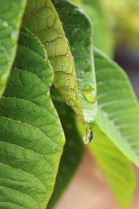 Close-up of insect on leaf