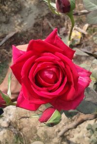 Close-up of red rose