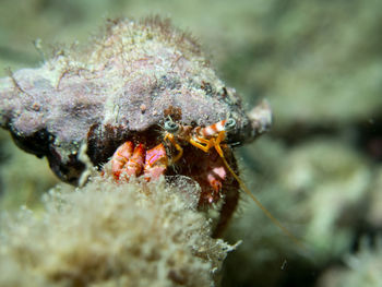 Close-up of hermit crab in mediterranean sea