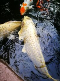 High angle view of koi carps swimming in lake