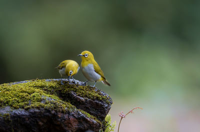 Close-up of birds perching on rock