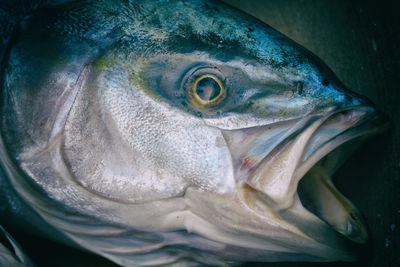 Close-up of fish