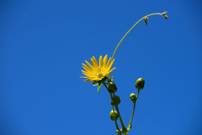 Low angle view of flowering plant against clear blue sky