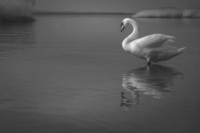 Swan in lake balaton with reflection in black and white