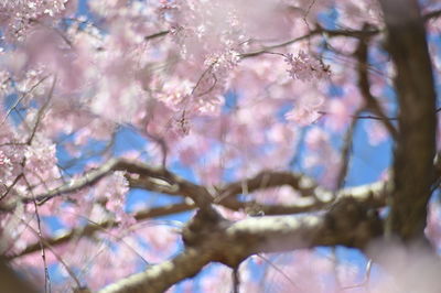 Low angle view of cherry blossom tree