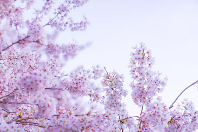 Low angle view of pink cherry blossom tree