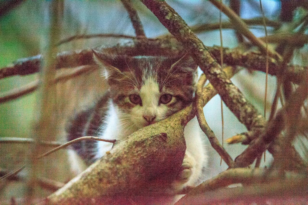 CLOSE-UP PORTRAIT OF A CAT WITH SHADOW