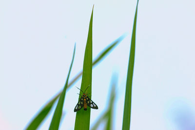 Close-up of insect on grass