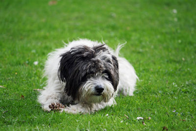 Portrait of dog on field