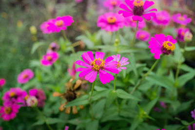 Close-up of pink flowers blooming outdoors
