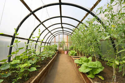 Plants at greenhouse