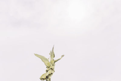 Close-up of insect against white background