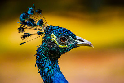 Close-up of a peacock