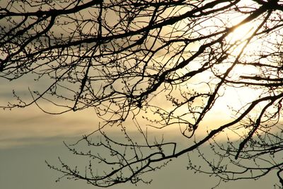 Low angle view of silhouette bare tree against sky