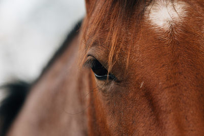 Close-up of horse eye