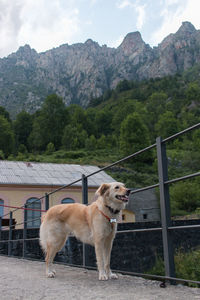 Dog standing in front of mountains