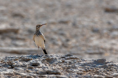 Bird perching on rock