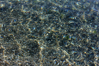 Full frame shot of jellyfish swimming in sea