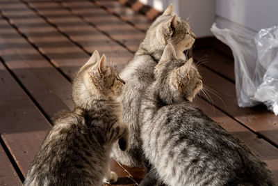 High angle view of cats on floor waiting for food