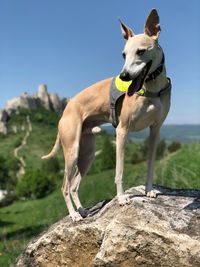 Dog on rock against sky