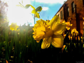 Close-up of yellow flowers blooming outdoors