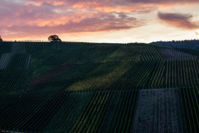 Scenic view of agricultural field against sky during sunset