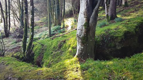 Trees growing in forest