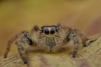 Close-up of spider