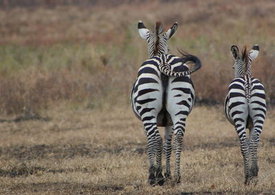 Close-up of zebra