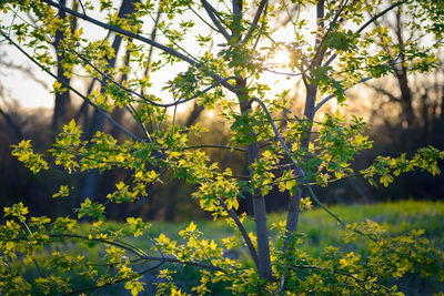 Yellow flowering plant against trees