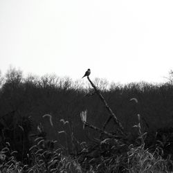 Bird perching on tree trunk