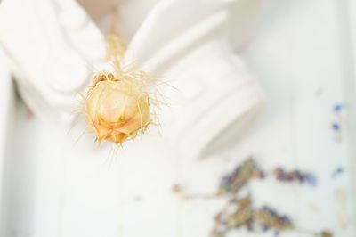 Close-up of white flower on plant