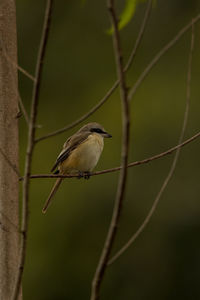 Close-up of bird perching on branch