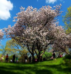 Trees growing in park