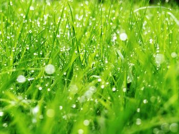 Full frame shot of wet plants