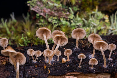 Close-up of mushrooms growing on tree trunk