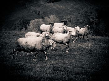 Sheep on field