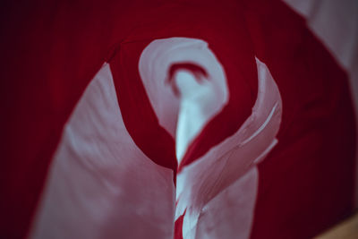 Close-up of red rose on white wall
