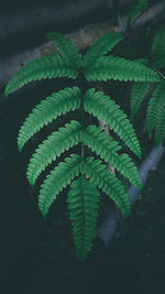 High angle view of fern leaves on land