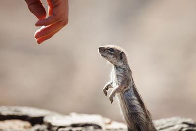 Cropped hand of man holding meerkat