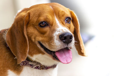 Close-up of dog looking away