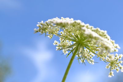 Low angle view of white flower blooming against sky