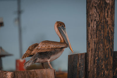 Close-up of pelican