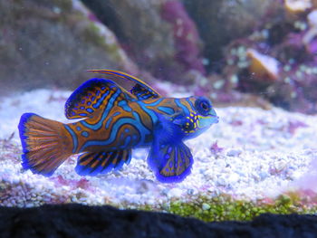 Close-up of fish swimming in sea