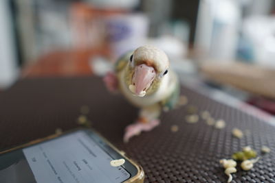 Close-up of ice cream on table